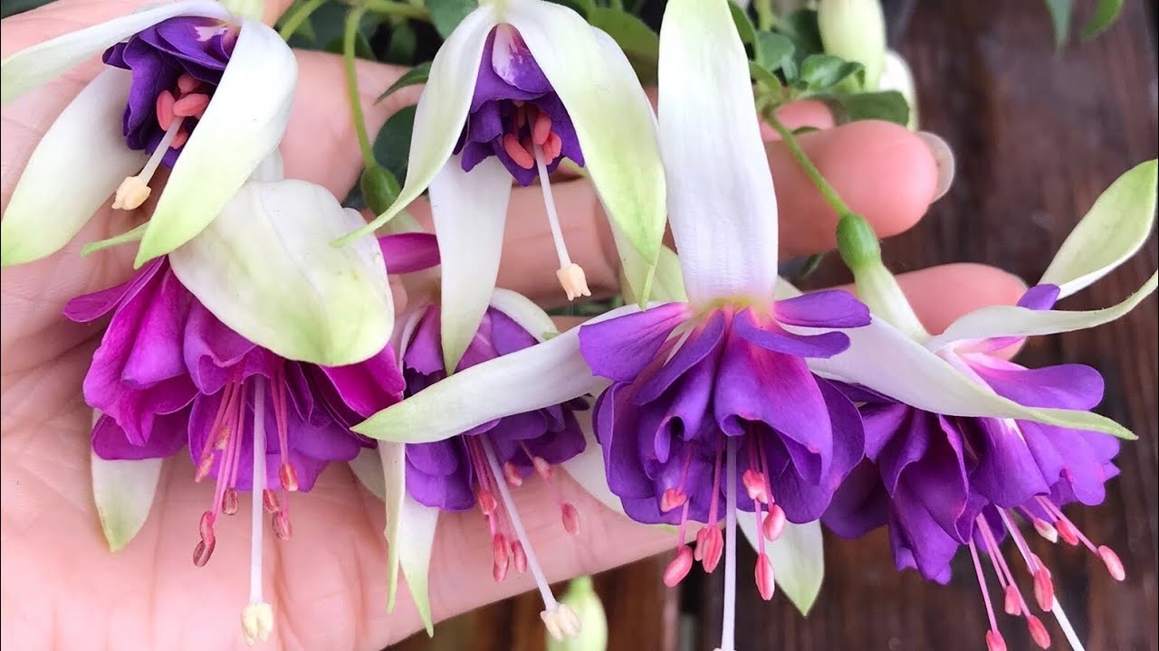 НАЧАЛО ЦВЕТЕНИЯ ФУКСИЙ. 🌺🌿#фуксии #коллекцияфуксий #фуксиипродажа #фуксиипочтой