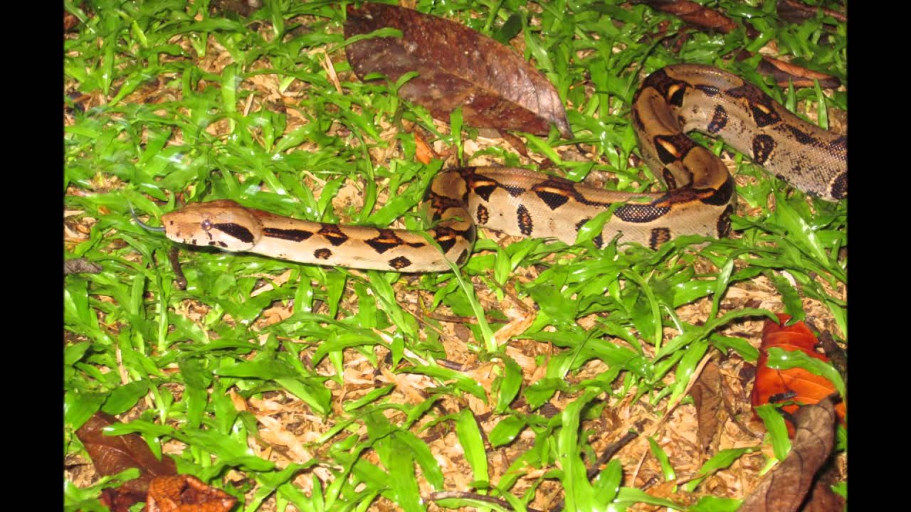 La Selva Biological Station