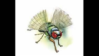 Why Flies Buzz - Children's Bedtime Story.