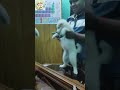 রিমির আকর্ষণীয় নাচেরমধ্যেএকটি নাচ🙀 #sorts #comedyfilms #funny #comedy #labrador #dog #youtubeshorts