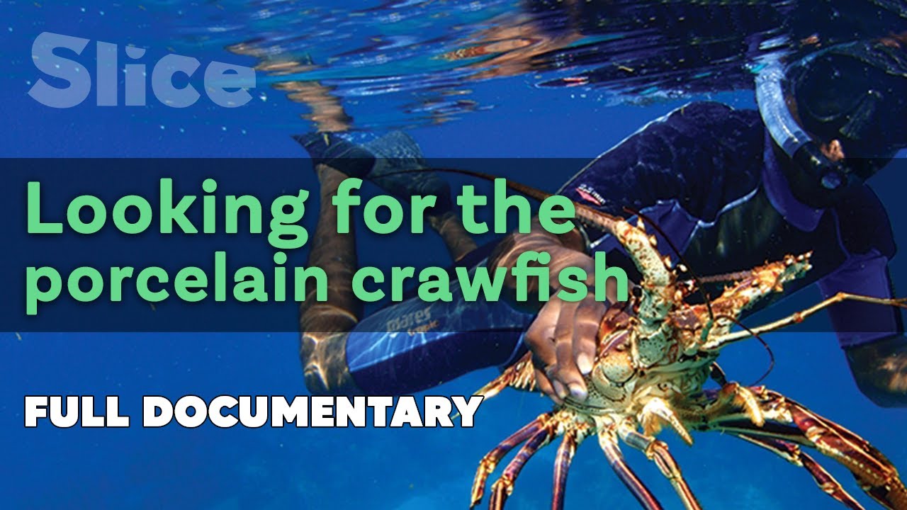 Documentary backdrop image for Looking for the porcelain crawfish (2022)