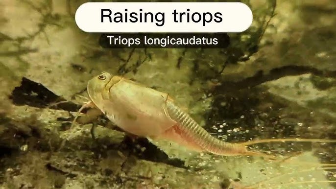 Comment les œufs de triops sont-ils comptés ? Notre méthode 2PO - Triops  Galaxy