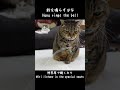 鈴を鳴らすはなと、特等席で聴くみり。-Hana rings the bell and Miri listens in the special seats.- #Shorts