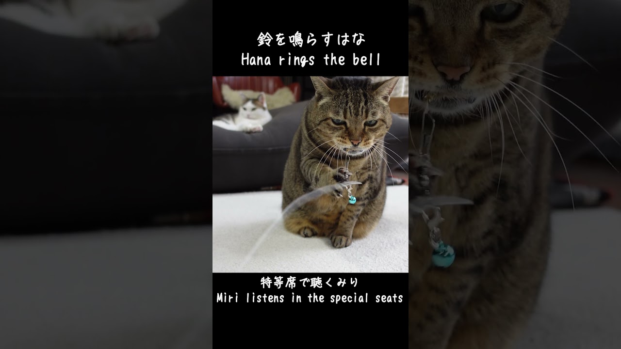 鈴を鳴らすはなと、特等席で聴くみり。-Hana rings the bell and Miri listens in the special seats.- #Shorts