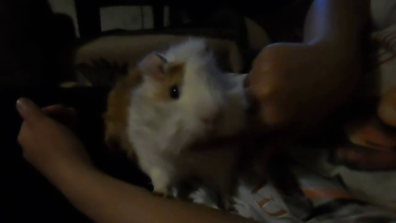 морская свинка любит когда гладят по шейке - YouTube