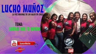 Download Lagu LUCHO MUÑOZ  - SABRAS QUE TE QUIERO - voz original de Los GALOS de CHILE MP3