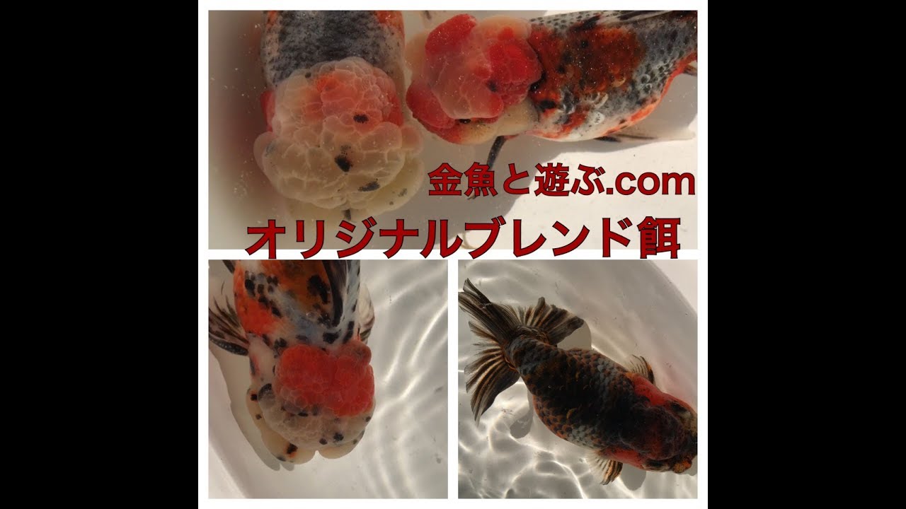 この餌って良いんですか の答えは 翡翠錦って金魚知ってますか