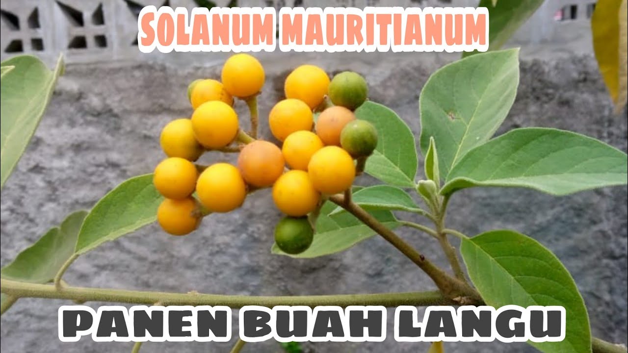 PANEN BUAH LANGU/SOLANUM DI KEBUN