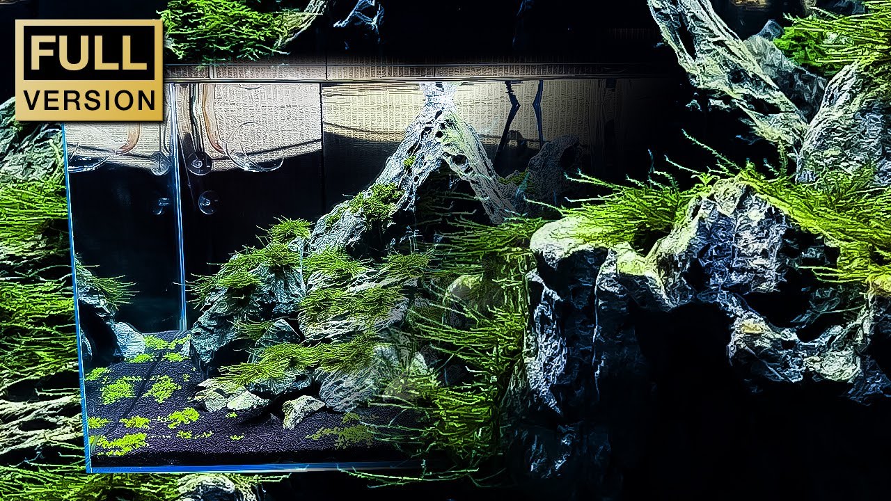 ウィローモスを主役で使う山脈水槽/aquascape/aquarium/60cm tank/vlog/
