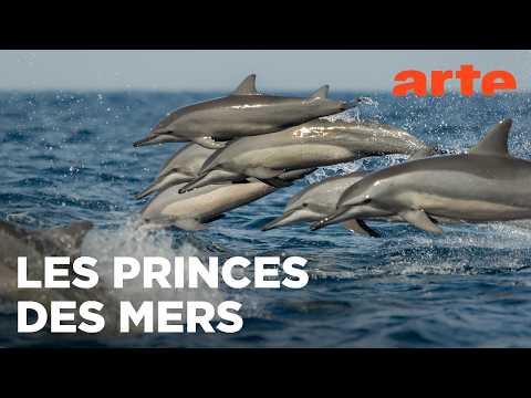 Le jour des baleines | La Méditerranée révélée | ARTE Évasion