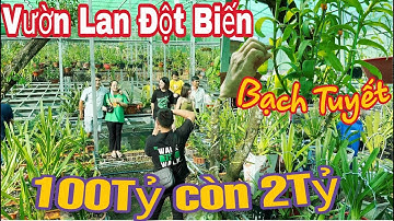 Review Thực Vườn LAN ĐỘT BIẾN 100Tỷ giờ còn 2Tỷ tại Lộc Ninh Bình Phước | 500 Loại Lan Bạch Tuyết