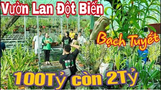 Review Thực Vườn LAN ĐỘT BIẾN 100Tỷ giờ còn 2Tỷ tại Lộc Ninh Bình Phước | 500 Loại Lan Bạch Tuyết