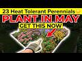 Plant These in May! 23 Heat Tolerant Perennials for Full Sun That Bloom All Summer