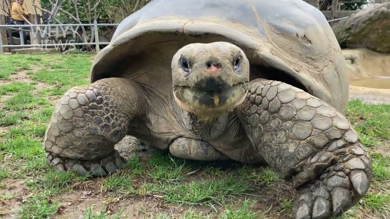 97-year-old tortoise at the Philadelphia Zoo becomes a first-time