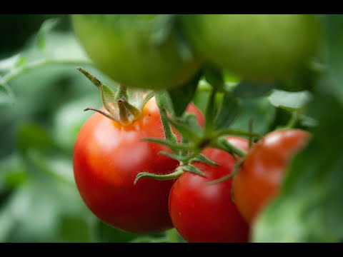 Jack'd Up Gardening #10 - Tomatoes