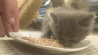 5 week old kitten first time ever real food by IBDALOVELY1 21 views 3 years ago 1 minute, 14 seconds