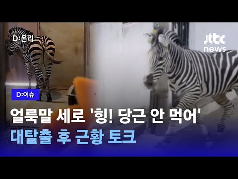 대탈출 후 ‘삐쳐서 당근 안 먹어’…얼룩말 ‘세로’는 지금 사춘기?｜D:이슈