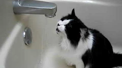 Video 885241: maine coon cat drinking, bathtub cat