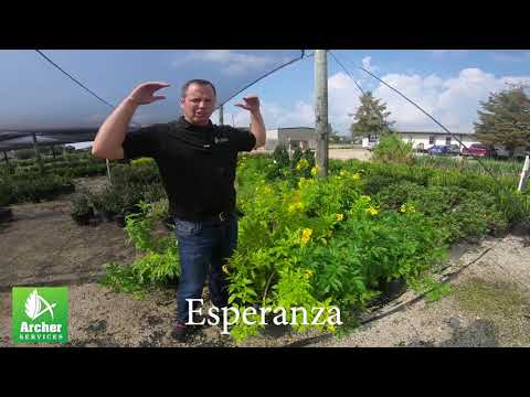 Wideo: Roślina Esperanza - Uprawa bylin esperanzy