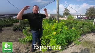 Esperanza - Archer Services