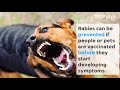 Rabies: Signs, Symptoms and What to Do