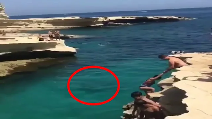 Try Not To Laugh Watching Funny Animals Compilation | Funniest Animals Vines 2020