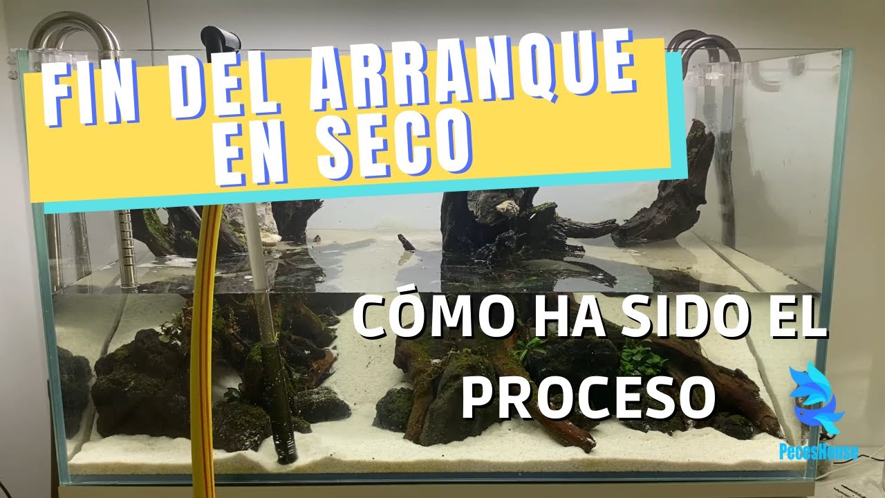 LLENANDO el ACUARIO después de 1 mes de arranque en seco