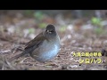 RX10M4動画・シロハラの食事４K