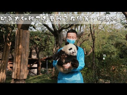 《熊貓主題趴》奶爸太幼稚了怎麼辦？在線等，挺急的。| iPanda熊貓頻道