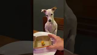 Funny dog #funny #fyp