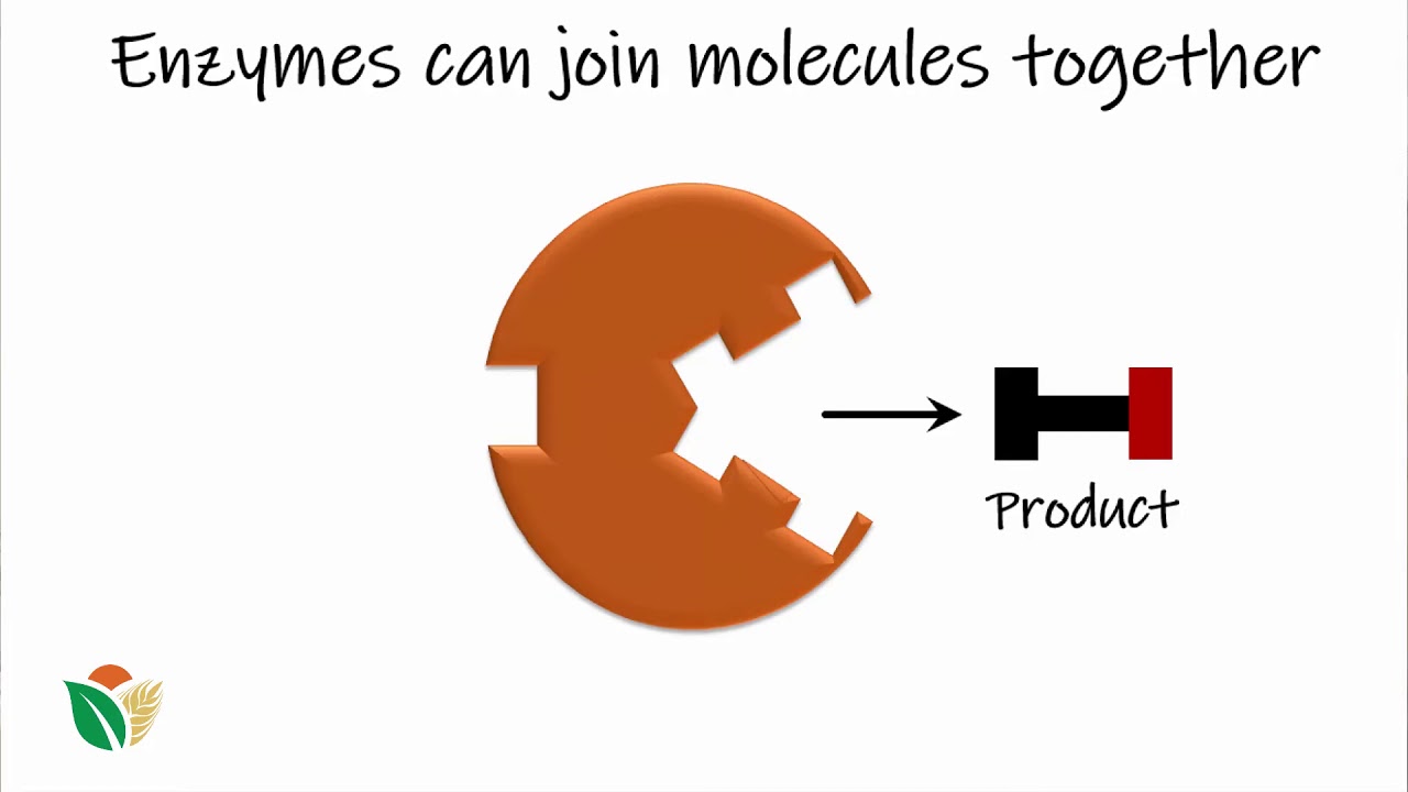 ⁣Enzymes: How they work | Proteins | meriSTEM