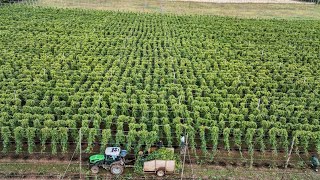 Hop picking season starts amid fears dry summer could hike beer prices | SWNS