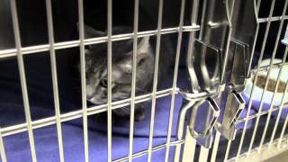 Murphy Road Animal Hospital Tour