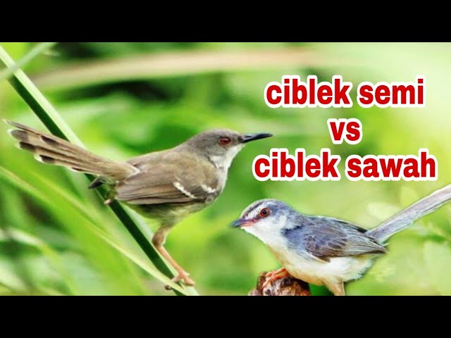 masteran pedas || ciblek semi vs ciblek sawah full nembak, class=