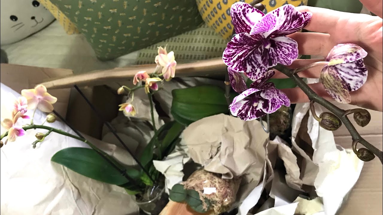 Caixa da alegria do Orquidário Fogaça! - 7/Setembro/2024