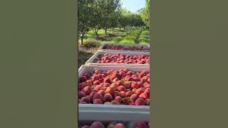 Georgia's Peach Crop Decimated By Weather Extremes