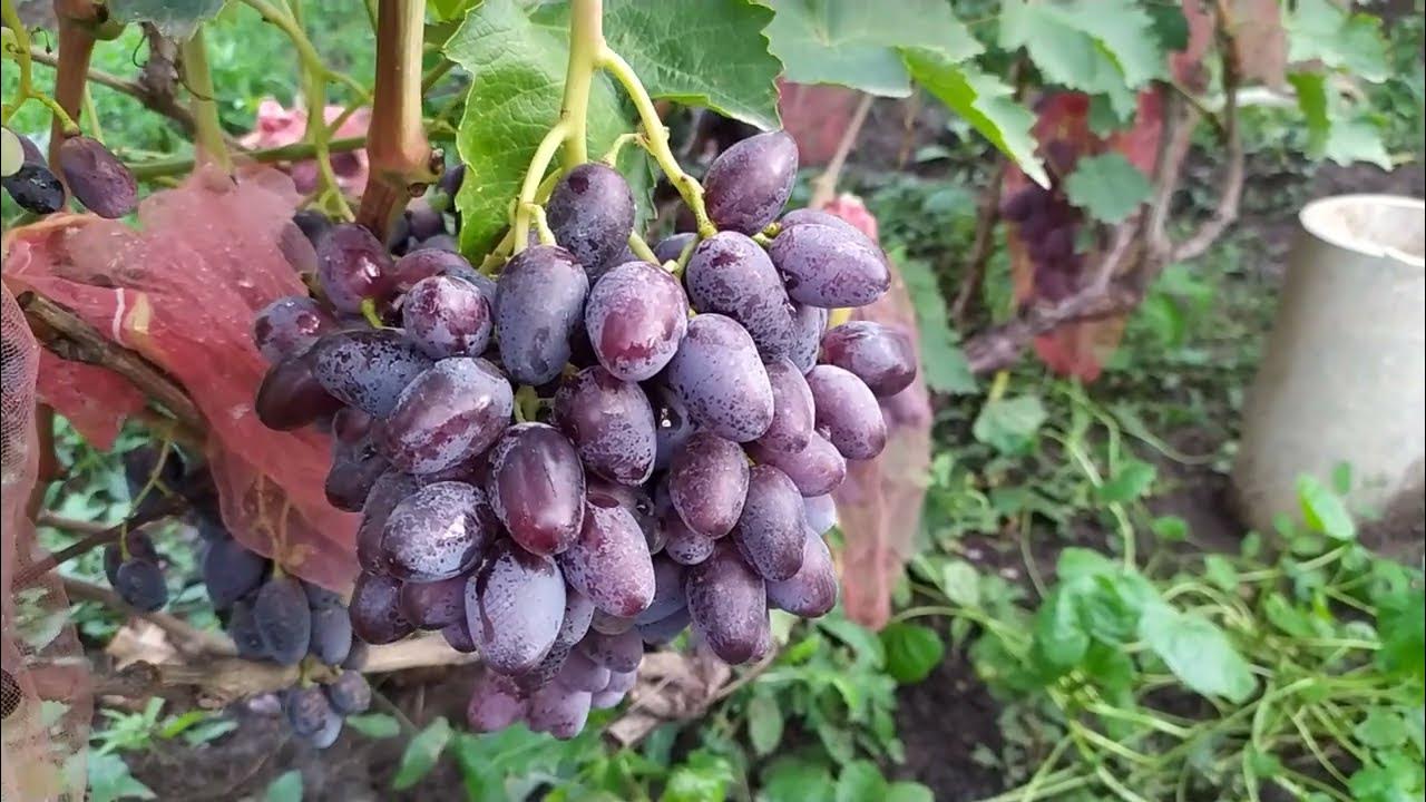 Виноград калугина фото