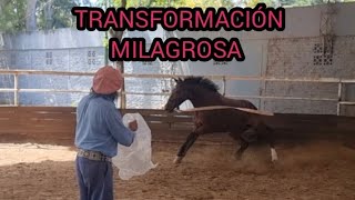 COMO GANARSE LA CONFIANZA DE UN CABALLO DE SALTO QUE TIENE MIEDO A LAS BOSAS Y A TODO #horse #