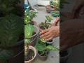 Ixora Dieffenbachia Bougainville कटिंग से उगाएँ! | Grow Plants from Cuttings!" #shorts
