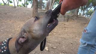 Pitbulllocajr Apbt Tag El Verdadero American Pitbull Terrier Apbt Saimo G Athens