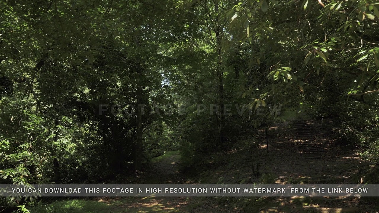 Flying in the tropical rainforest. Georgia