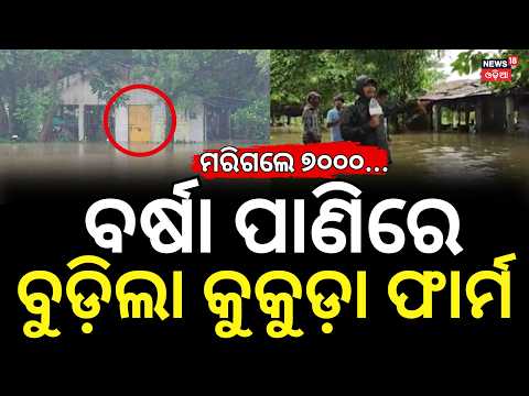 Ganjam Chicken Farm Flooded After Heavy Rain | Over 5,000 Chickens Reportedly Dead | Odisha News