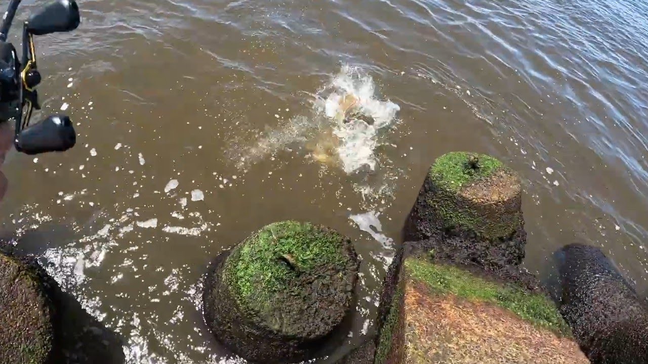 PESCAMOS UM GIGANTE ! Passo de Torres-SC 