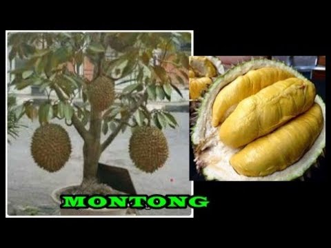 Terkeren 12+ Gambar Durian Berbuah Dalam Pot - Richa Gambar