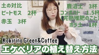 【多肉植物 エケベリアの植え替え方法】コキリノGreen&Coffee