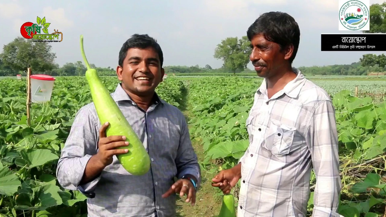 ভিন্ন পদ্ধতির লাউ চাষ- ১০ হাজার টাকা খরচে লাখ টাকা আয়
