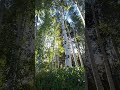 Aspen Trees In The Summer At Lake Tahoe Shanakaplanphotography Nature 