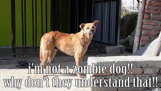 I AM NOT A ZOMBIE DOG! screenshot 5