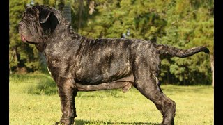 “20 biggest dog breeds in the world”! - PART 2