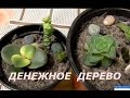 ДЕНЕЖНОЕ ДЕРЕВО ТОЛСТЯНКА. МОЯ КОЛЛЕКЦИЯ СУККУЛЕНТОВ.